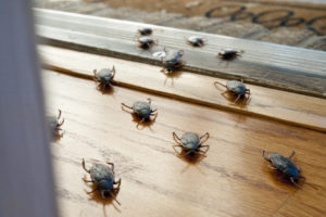 Roaches entering interior of home